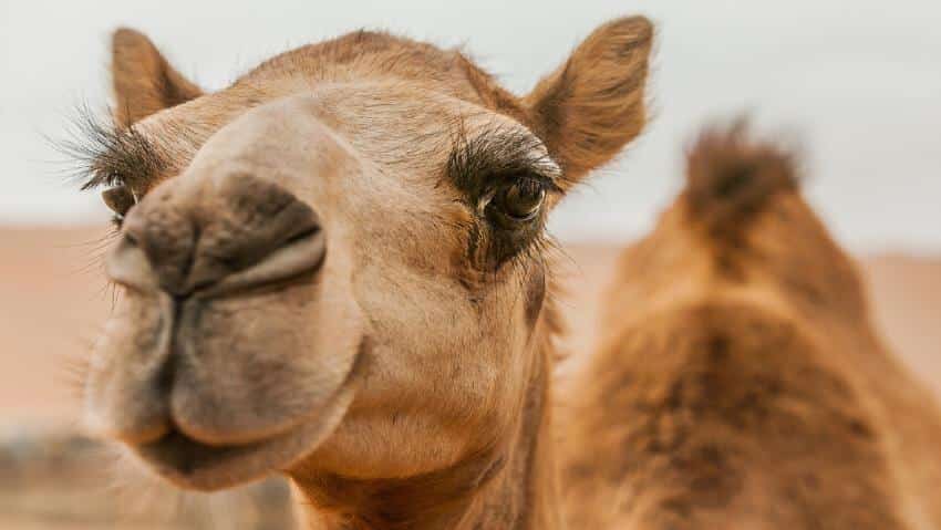 Salam Hospital for Camel Veterinary