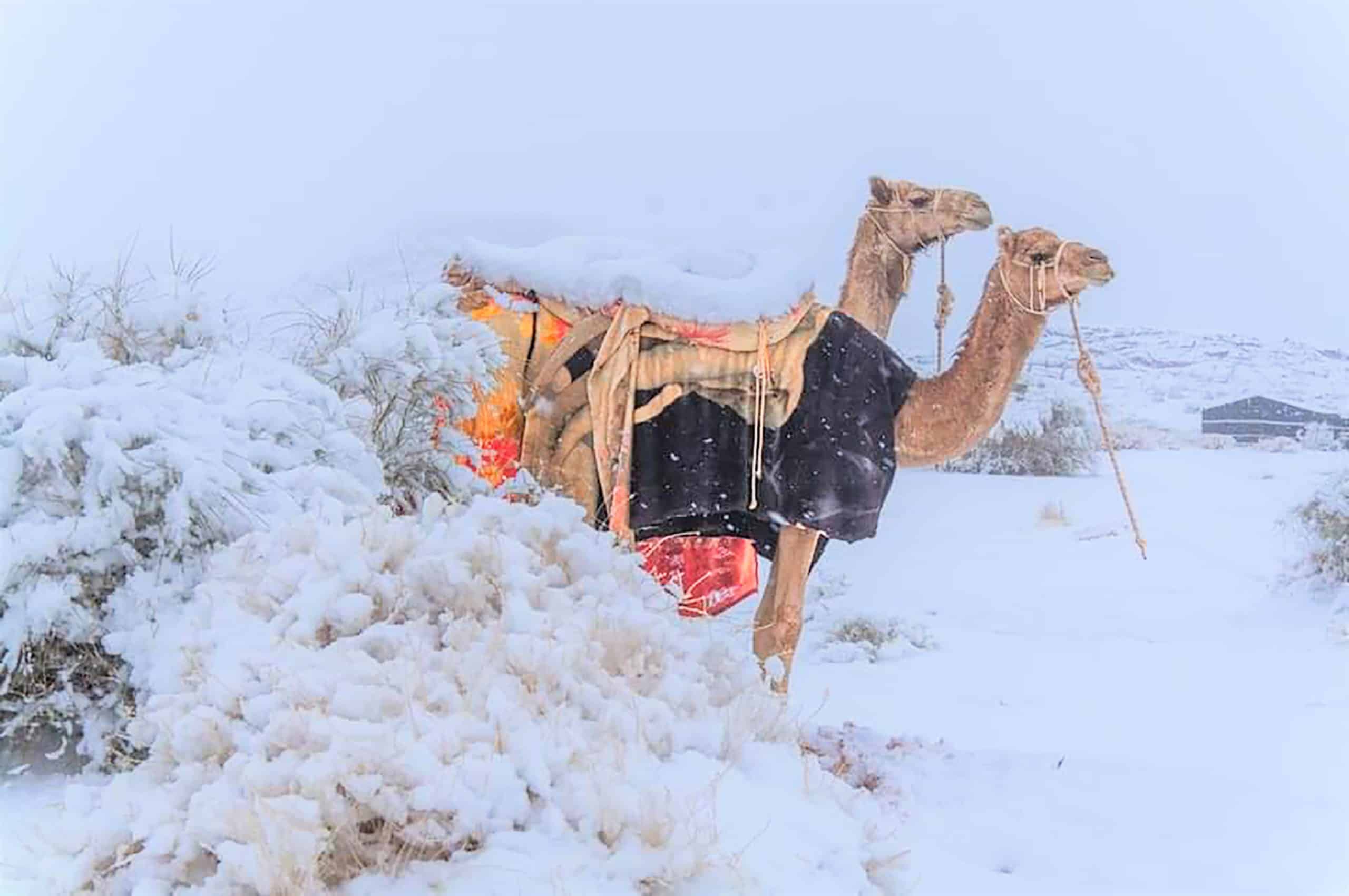 Extreme cold weather predicted for most parts of Saudi Arabia