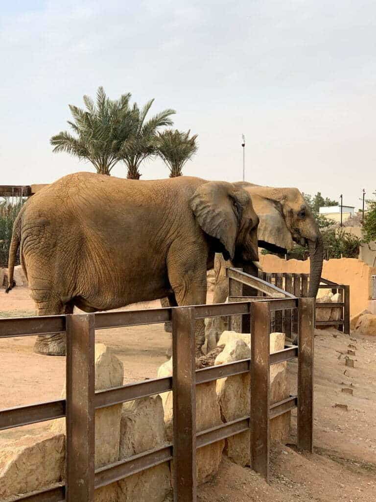 Elephants in Riyadh zoo