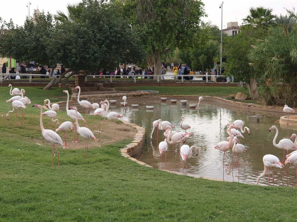 Flamingos in Riyadh zoo 
