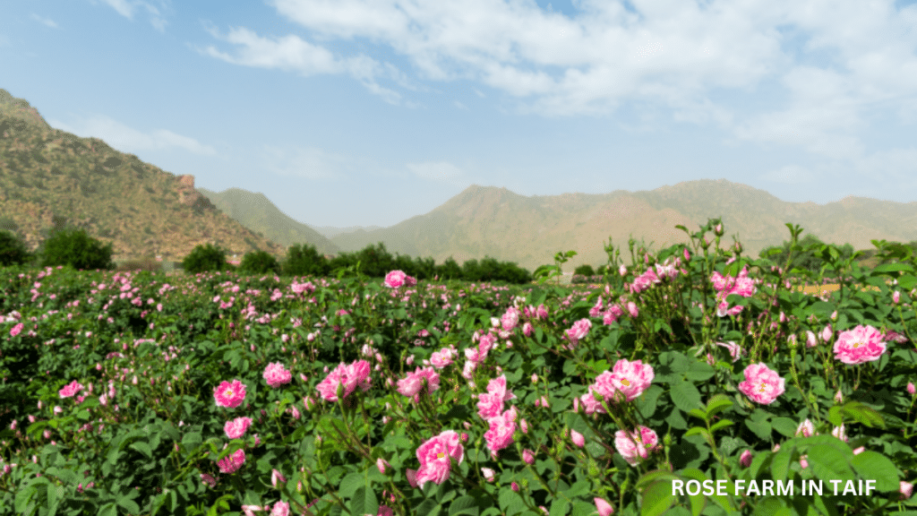 ROSE FARM IN TAIF SAUDI ARABIA