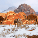 Is Saudi Arabia Really Heading for a Harsh Winter? Meteorology Center Clarifies